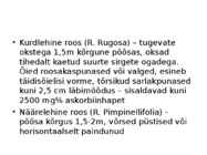 Roos avamaal ja katmikalal #13