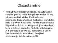 Roos avamaal ja katmikalal #29