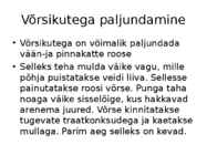 Roos avamaal ja katmikalal #33