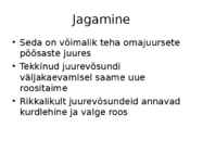 Roos avamaal ja katmikalal #34