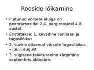 Roos avamaal ja katmikalal #40
