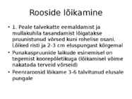 Roos avamaal ja katmikalal #41