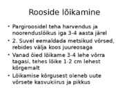 Roos avamaal ja katmikalal #43