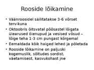 Roos avamaal ja katmikalal #45