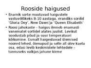 Roos avamaal ja katmikalal #51