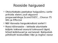 Roos avamaal ja katmikalal #55