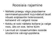 Roos avamaal ja katmikalal #76