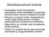 Roos avamaal ja katmikalal #9