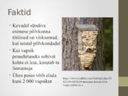 Vapsik #8