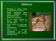 Metskits - Capreolus capreolus #2