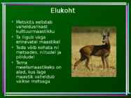 Metskits - Capreolus capreolus #4