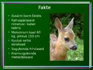 Metskits - Capreolus capreolus #8
