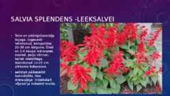 Lillekasvatus lävendipõhised taimed #102