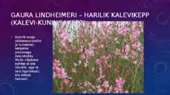Lillekasvatus lävendipõhised taimed #118