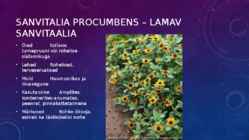 Lillekasvatus lävendipõhised taimed #121