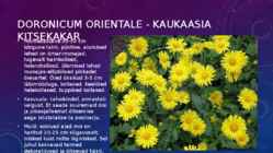 Lillekasvatus lävendipõhised taimed #18
