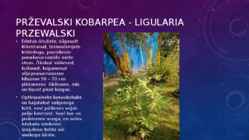 Lillekasvatus lävendipõhised taimed #27