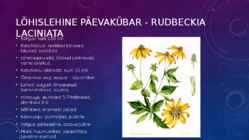 Lillekasvatus lävendipõhised taimed #30