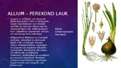 Lillekasvatus lävendipõhised taimed #47