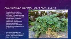 Lillekasvatus lävendipõhised taimed #6