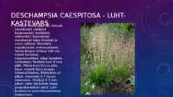 Lillekasvatus lävendipõhised taimed #55