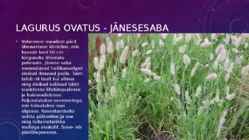 Lillekasvatus lävendipõhised taimed #65