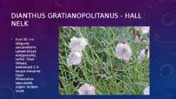 Lillekasvatus lävendipõhised taimed #72