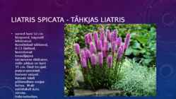 Lillekasvatus lävendipõhised taimed #77