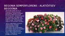 Lillekasvatus lävendipõhised taimed #83