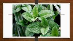 Mint-metha x piperita #4