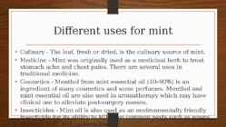 Mint-metha x piperita #6