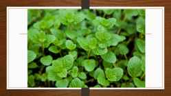 Mint-metha x piperita #7
