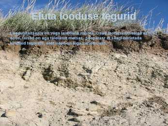 Laanemets pirita maailmalinnad looduskaitsealad #14
