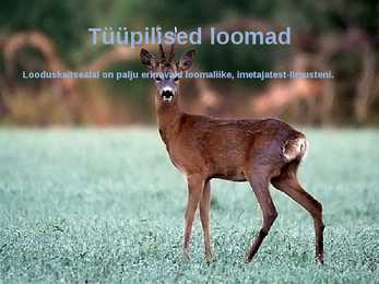 Laanemets pirita maailmalinnad looduskaitsealad #18