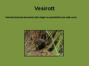Laanemets pirita maailmalinnad looduskaitsealad #19