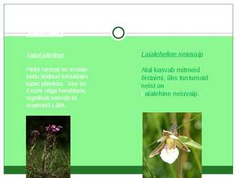 Laanemets pirita maailmalinnad looduskaitsealad #27