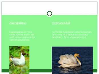 Laanemets pirita maailmalinnad looduskaitsealad #28