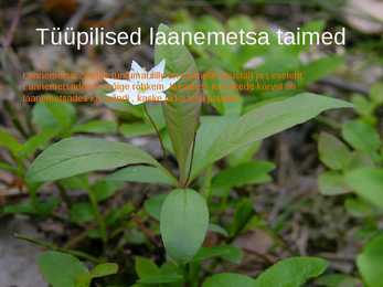 Laanemets pirita maailmalinnad looduskaitsealad #6