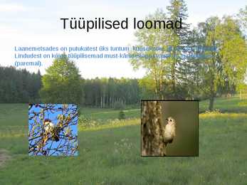 Laanemets pirita maailmalinnad looduskaitsealad #7
