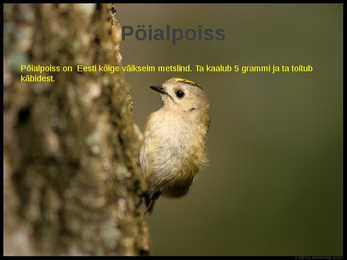Laanemets pirita maailmalinnad looduskaitsealad #9