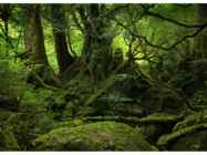 Yakushima #6