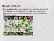 Ravimtaimed esitlus #3