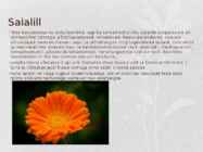 Ravimtaimed esitlus #10