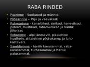Raba #6