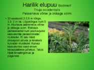 Perekond elupuu aedvormid #2
