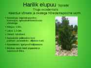 Perekond elupuu aedvormid #3