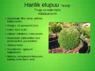 Perekond elupuu aedvormid #4