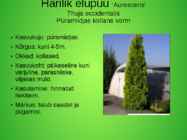 Perekond elupuu aedvormid #5