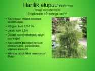 Perekond elupuu aedvormid #6