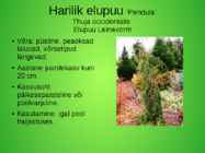 Perekond elupuu aedvormid #7